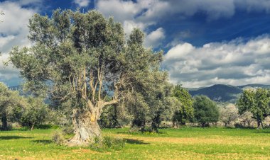 İspanya Mallorca Adası üzerinde Olive grove