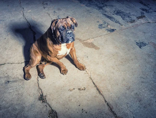 Animais Estimação Cão Marrom Jogando — Fotografia de Stock