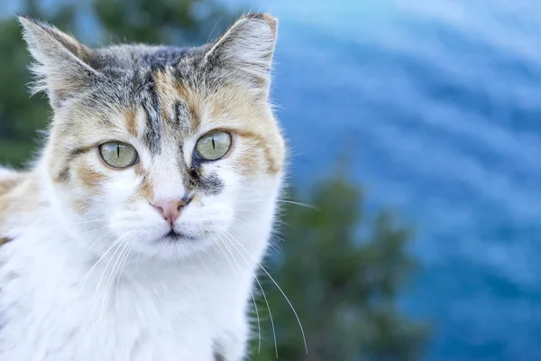 Animais de estimação animais, gato pequeno feliz — Fotografia de Stock