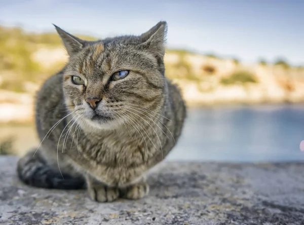 Animais de estimação animais, gato pequeno feliz — Fotografia de Stock