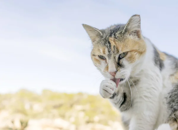 Animais de estimação animais, gato pequeno feliz — Fotografia de Stock