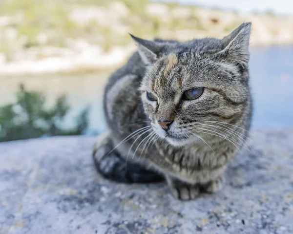 Animais de estimação animais, gato pequeno feliz — Fotografia de Stock