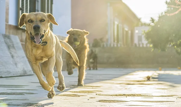 Домашні тварини, щасливі собаки грають — стокове фото