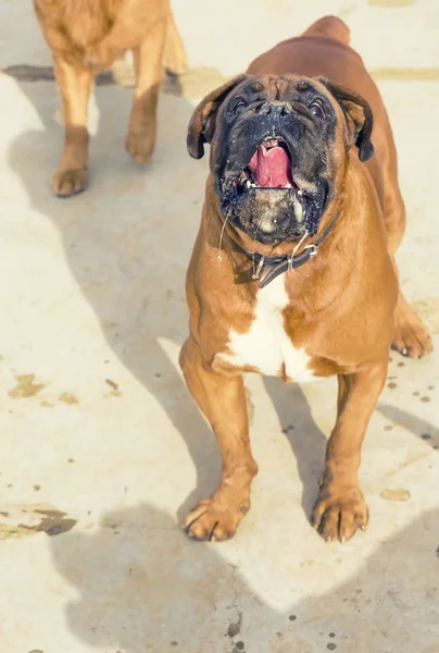 Animaux de compagnie, chiens heureux jouant — Photo