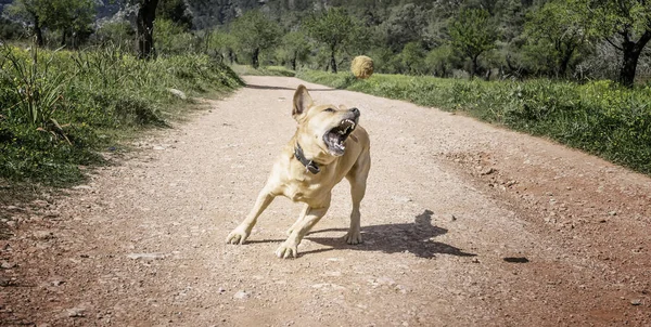 Домашні тварини, щасливі собаки грають — стокове фото