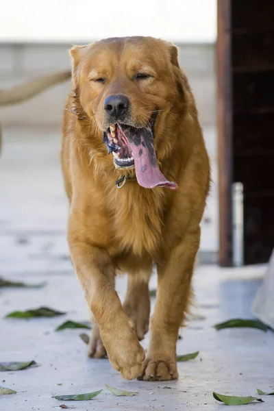 Animais Estimação Cão Marrom Jogando — Fotografia de Stock