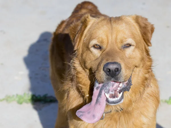 Επιτρέπονται Κατοικίδια Ζώα Καφέ Σκύλος Παίζει — Φωτογραφία Αρχείου