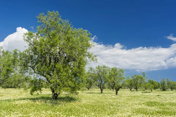 Çimenli Alan Badem Ağaçları — Stok fotoğraf