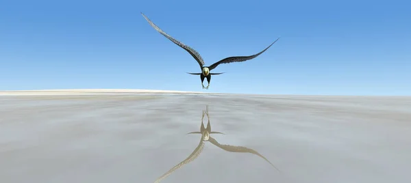 Ilustracja Lotu Orła Plaży — Zdjęcie stockowe