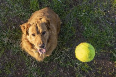 evde beslenen hayvan hayvan, köpek