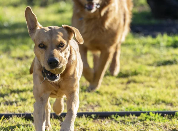 Haustiere, Hunde — Stockfoto