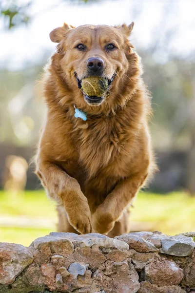 Animali da compagnia, cani — Foto Stock