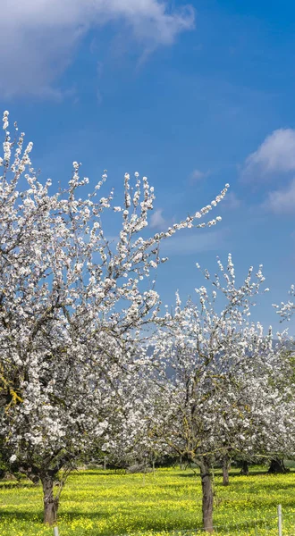 Almendros — Foto de Stock