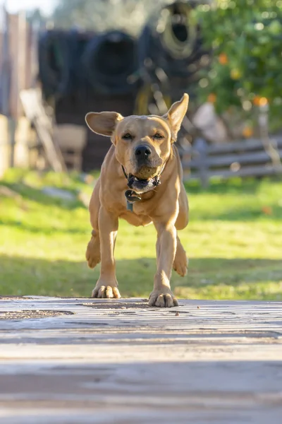 Animali da compagnia, cani — Foto Stock