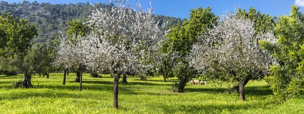 Almond trees — Stock Photo, Image