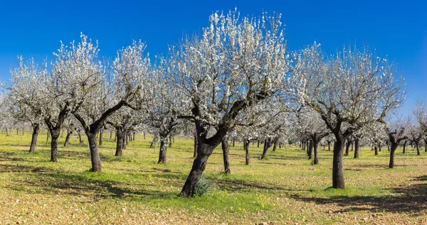 Almond trees — Stock Photo, Image