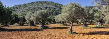 Mallorca Adası üzerinde Olive grove