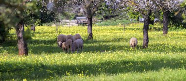 Koyun ve buzağılar çimlerde