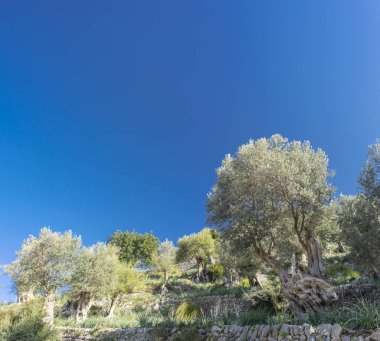 Mallorca Adası üzerinde Olive grove