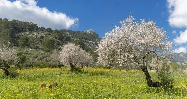 Mandorli — Foto Stock