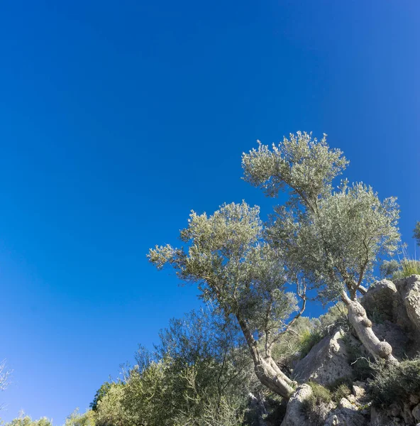 Olival na ilha de Maiorca — Fotografia de Stock