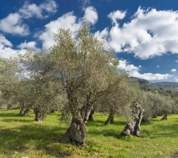 Mallorca Adası üzerinde Olive grove