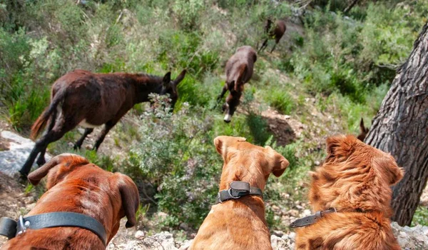 Haustiere, Hunde — Stockfoto