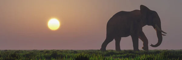 코끼리와 일몰 — 스톡 사진