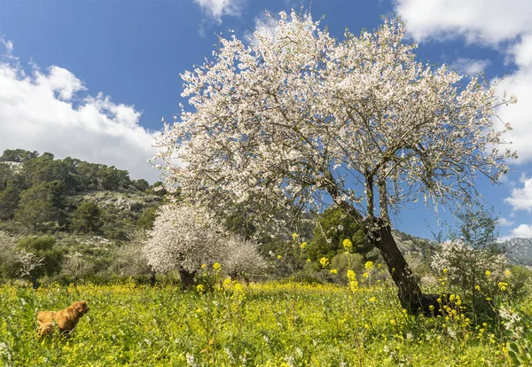 花咲くアーモンドの木 — ストック写真