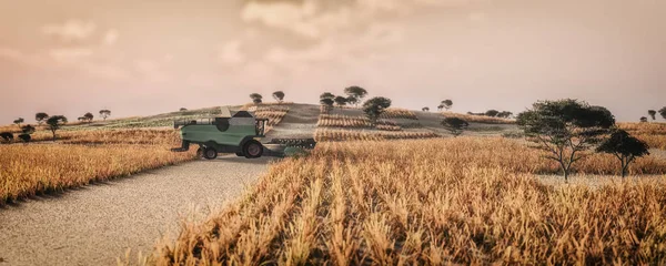 Raccoglitore di grano che lavora nel campo di grano — Foto Stock