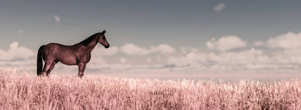 Illustration Lonely Horse Field — Stock Photo, Image