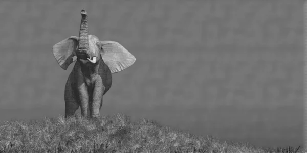 Ilustração Elefante — Fotografia de Stock