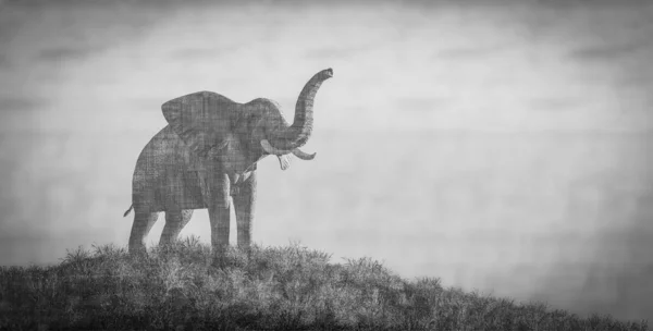 Ilustração Elefante — Fotografia de Stock