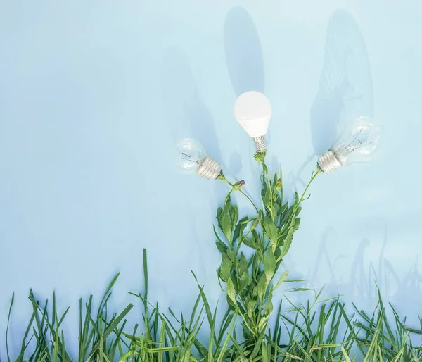 Plants Flowers Light Bulb Smooth Background Reflections — Stock Photo, Image