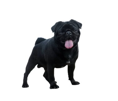 beyaz izole komik pug köpek