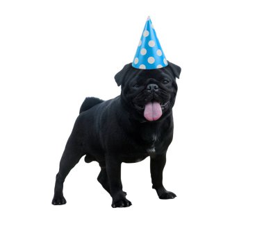 beyaz izole komik pug köpek
