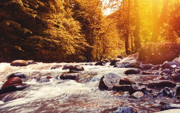 Δάσος creek στο ηλιοβασίλεμα — Φωτογραφία Αρχείου