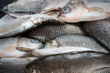 Crusian sazan balık portre