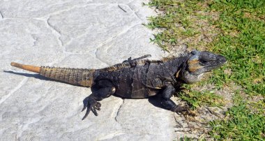 Büyük kertenkele Meksika portresi