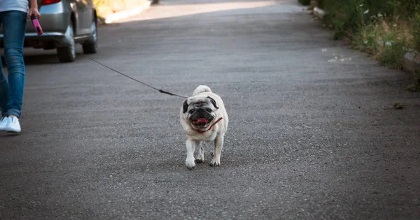 Cachorro divertido perro en el paseo — Foto de Stock