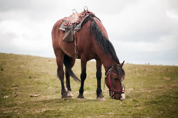 Koně jíst v poli — Stock fotografie