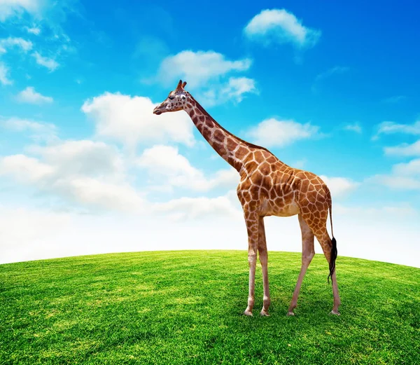 Žirafa v letní trávě trávníku s oblohou — Stock fotografie