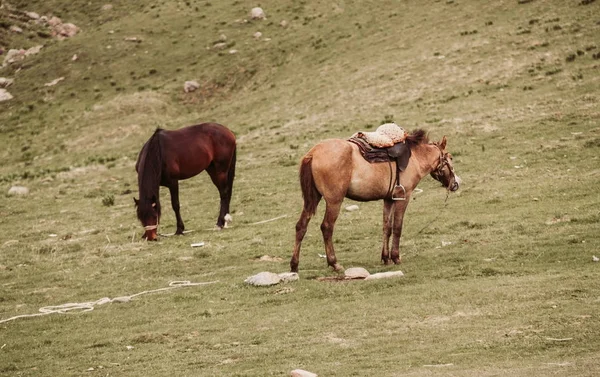 Dos caballos en la naturaleza — Foto de Stock