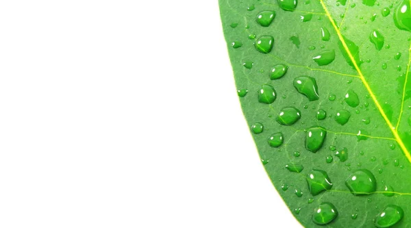 Leaf with water drops with copy space — Stock Photo, Image