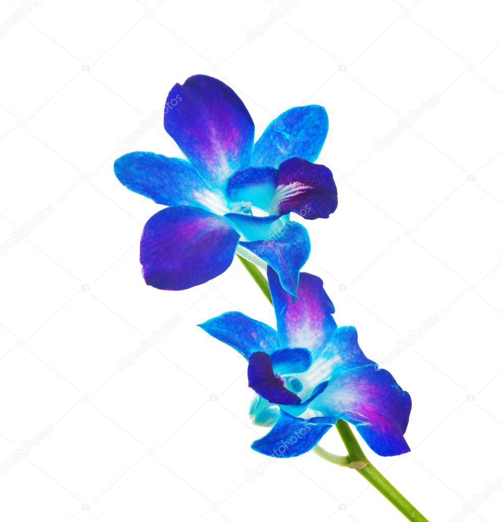 Blue orchid on the white