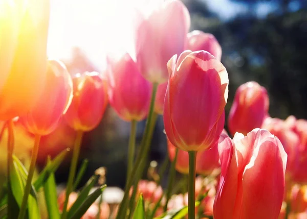 Pink tulips in sun flare — Stock Photo, Image