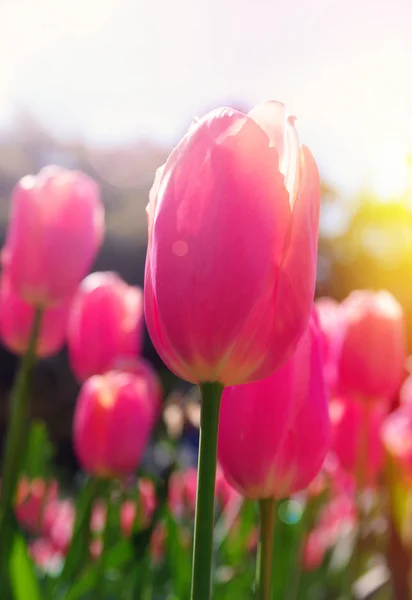 粉红色的郁金香在太阳耀斑 — 图库照片