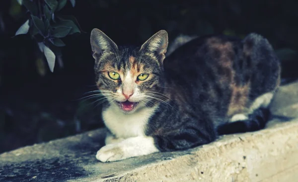 Porträt der Katze im Freien — Stockfoto