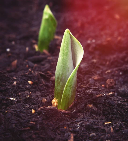 Growing tulips plant in sunlight — Stock Photo, Image