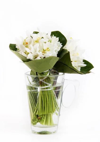 Closeup květiny bílé sněženky — Stock fotografie